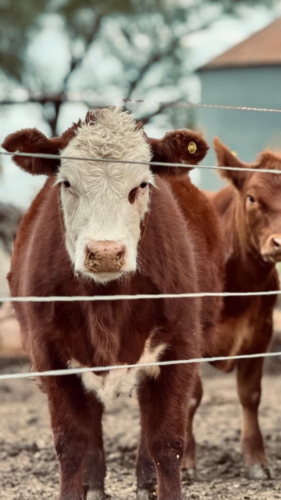 Ternero Hereford en el campo